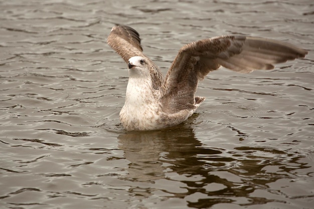 Zilvermeeuw op zee