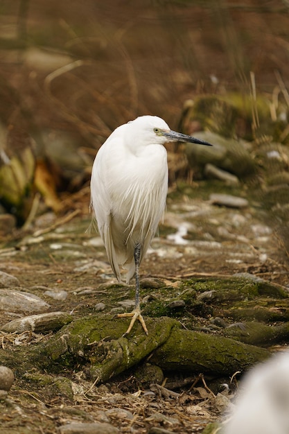 zilverreiger