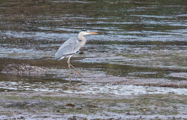 Zilverreigers en grijze reigers voeden zich met het Eo-estuarium