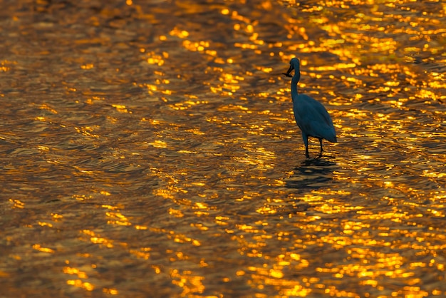 Zilverreigers zijn reigers, meestal waadvogels met lange poten, die een wit of bleekgeel verenkleed hebben