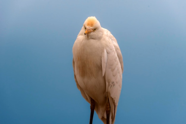 Zilverreigers zijn reigers, meestal waadvogels met lange poten, die een wit of bleekgeel verenkleed hebben