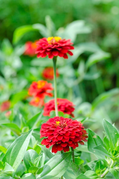 Zinnia bloeit in de tuin van dichtbij