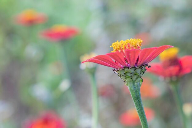 Zinnia bloeit wetenschappelijke naam Zinnia elegans met verschillende kleuren planten die zeer gewaardeerd worden door vlinders