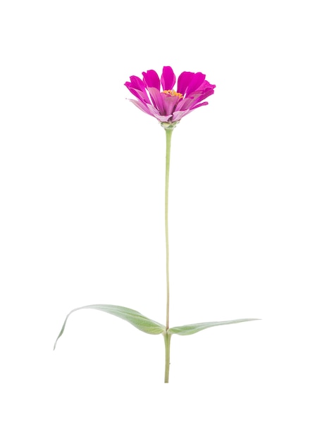 Foto zinnia bloem geïsoleerd op een witte ondergrond