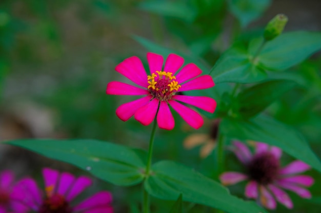 Zinnia-bloem in de tuin