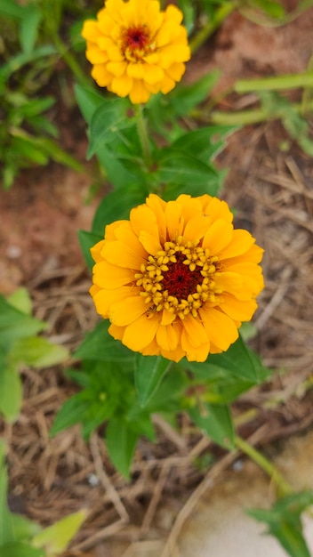 Zinnia-bloem van aardachtergrond