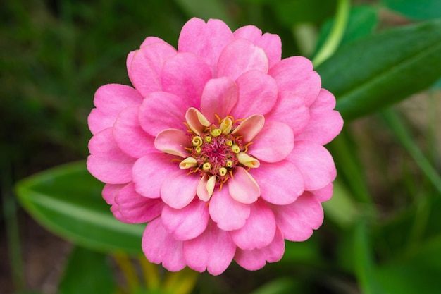 Zinnia bloem van dichtbij in de tuin