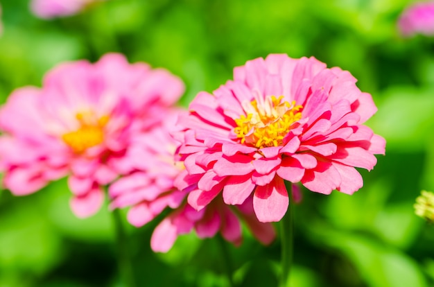 Zinnia-bloem (Zinnia violacea Cav.)