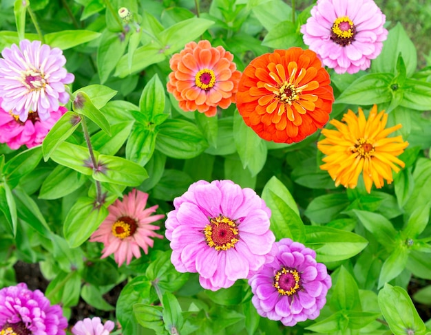 Zinnia bloemen