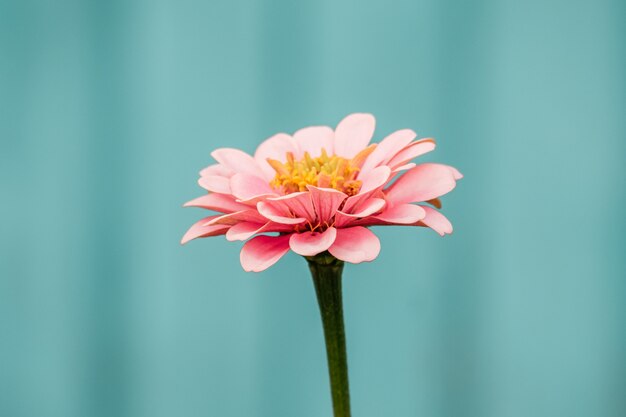 Zinnia elegans bloem (gewone zinnia of elegante zinnia)