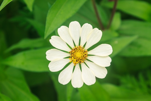 Zinnia elegans in field