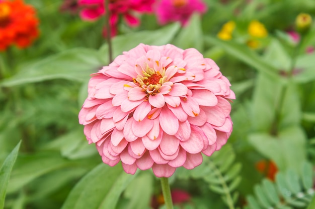 Foto zinnia elegans in campo