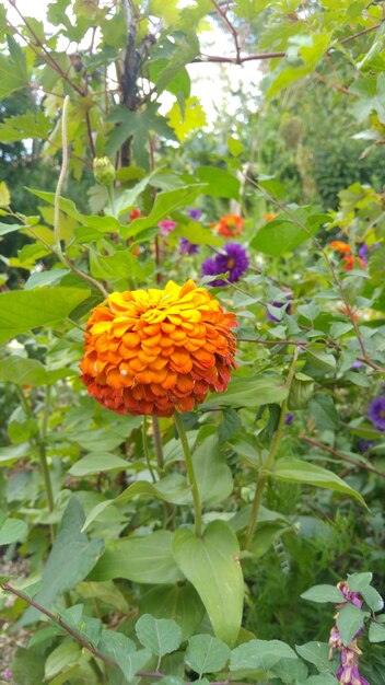 Foto zinnia elegans flowers / marigold