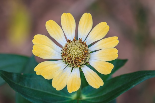 Zinnia elegans in het veld