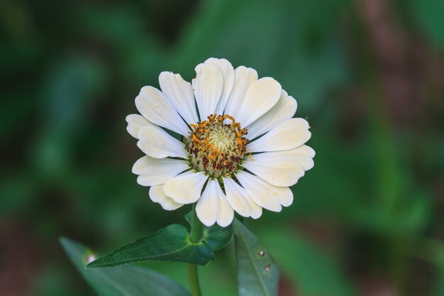 Zinnia elegans in het veld