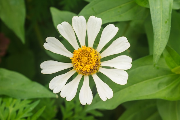 Zinnia elegans in het veld