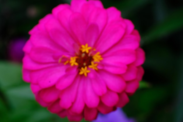 Zinnia elegans는 일반적인 백일초 또는 우아한 백일초이며 국화과 가족의 연례 개화입니다.