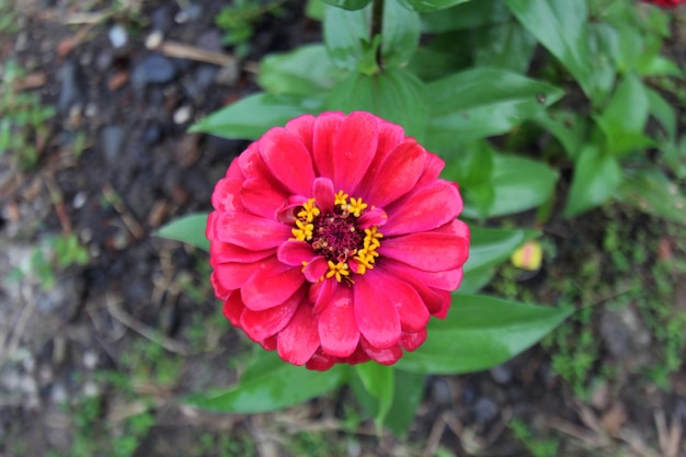 Photo zinnia elegans is one of the most famous flowering annuals of the zinnia genus