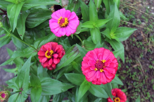 Zinnia elegans는 Zinnia 속의 가장 유명한 개화 일년생 식물 중 하나입니다.