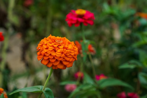 Foto zinnia elegans conosciuta come zinnia comune di gioventù o zinnia elegante è una pianta da fiore annuale