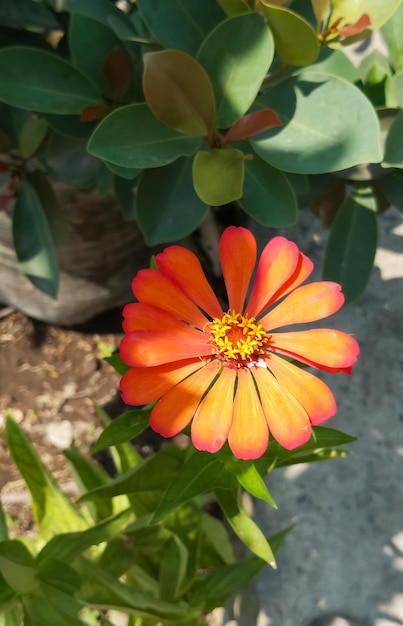 Zinnia elegans 식물