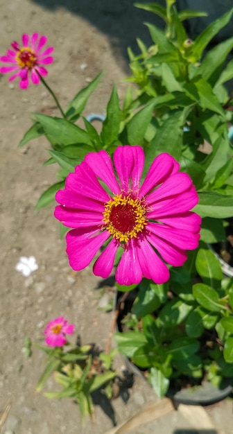 Zinnia elegans plant