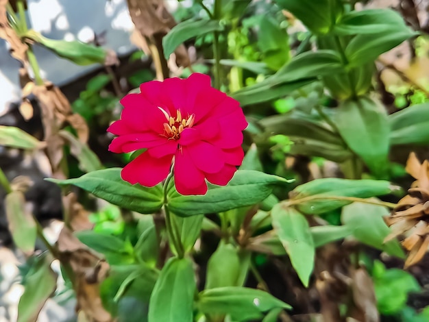 Zinnia elegans profusion red macro shot in the morning