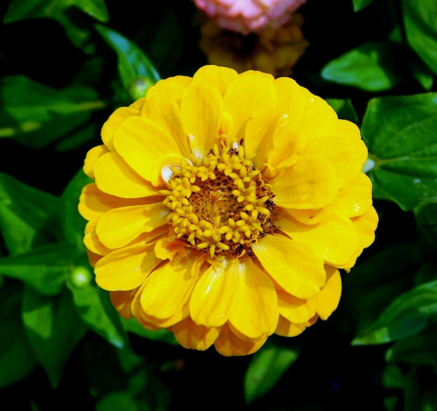 zinnia elegans yellow flower