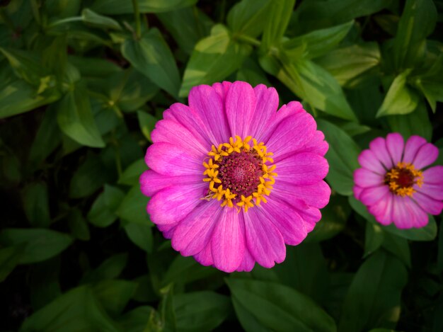 Zinnia elegante bloem is schoonheid roze kleur