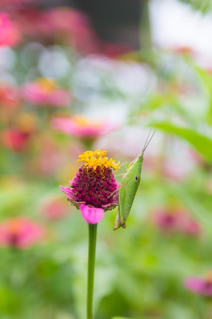 Zinnia floral and cricket in garden