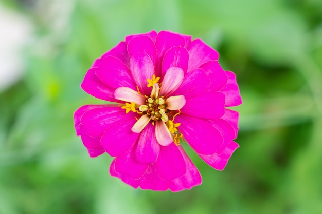 百日草の花は庭でクローズアップ