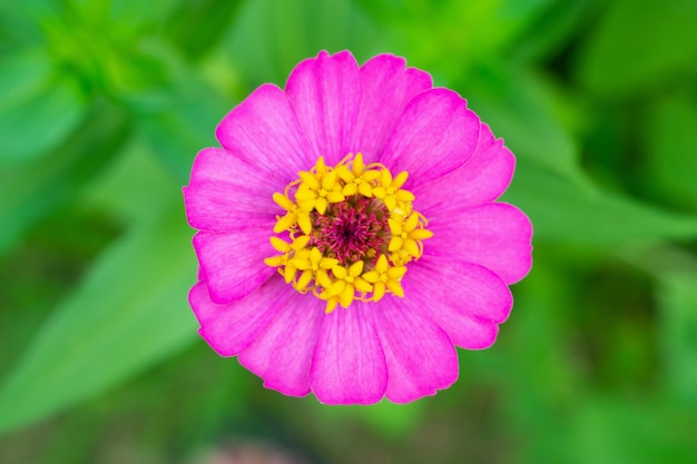 百日草の花のクローズアップ