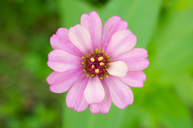 百日草の花のクローズアップ