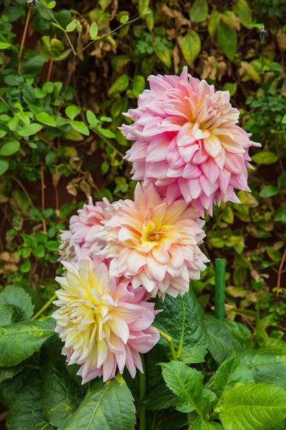 Foto zinnia fiore in piena fioritura