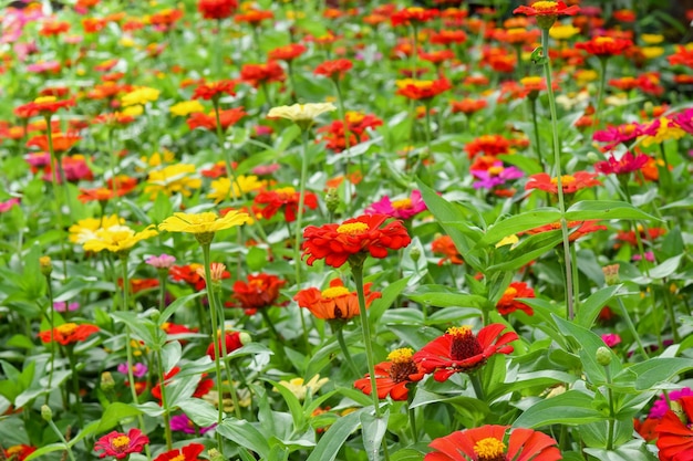 Zinnia flower in the garden