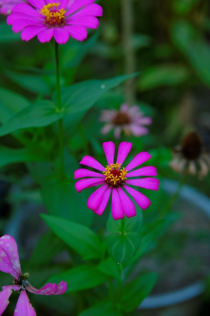 Zinnia flower in the garden