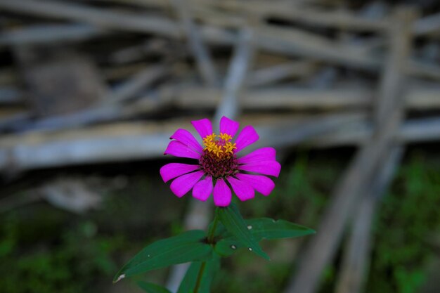 Zinnia flower growh in front of stack wood