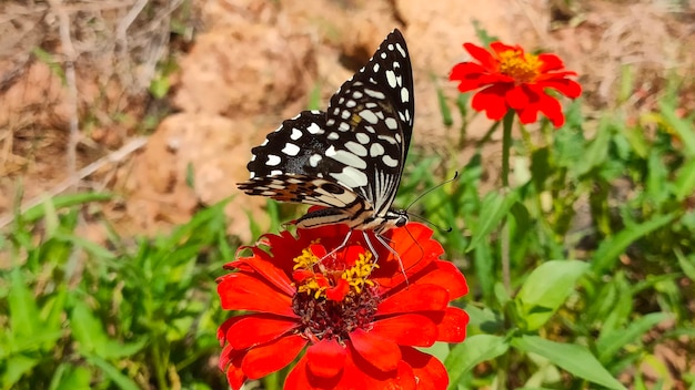 Zinnia flower of nature background