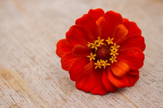 Zinnia Flower op Wood Plank