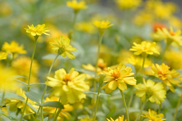 公園の百日草の花