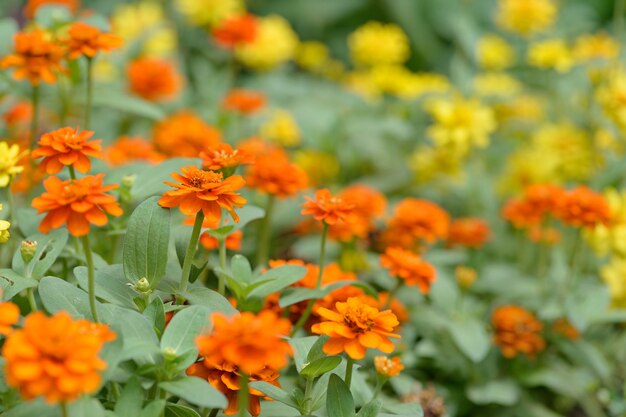 公園の百日草の花