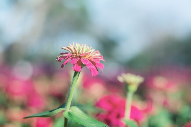 Zinnia flower at sky.