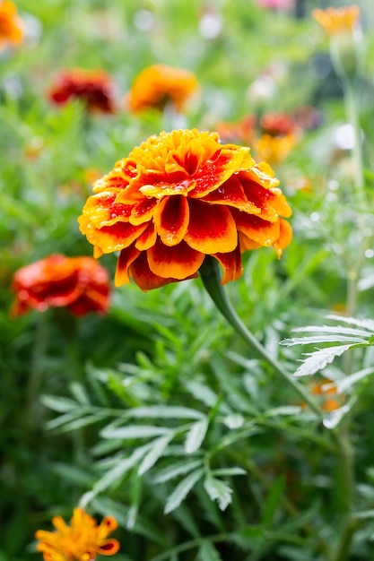 雨滴とジニアの花