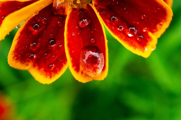 雨滴とジニアの花