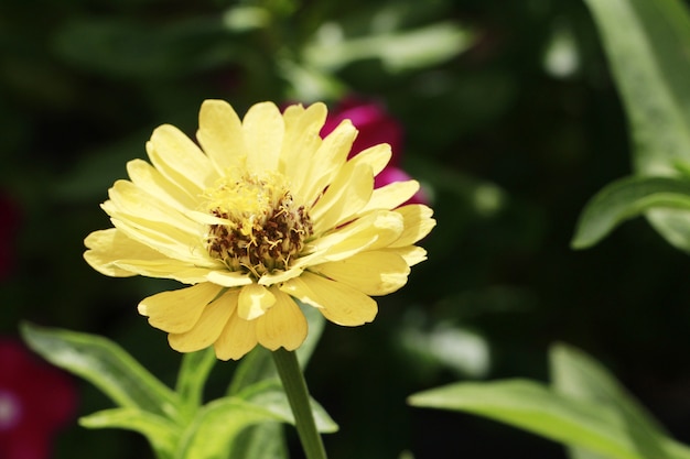 Zinnia flower