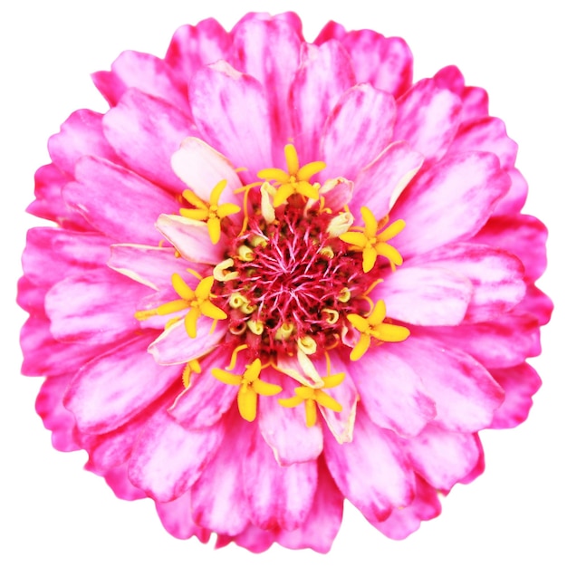 Zinnia flower