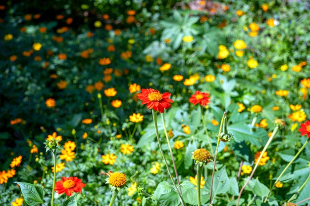 Цветы циннии, цветущие в саду Цветы молодости и старости