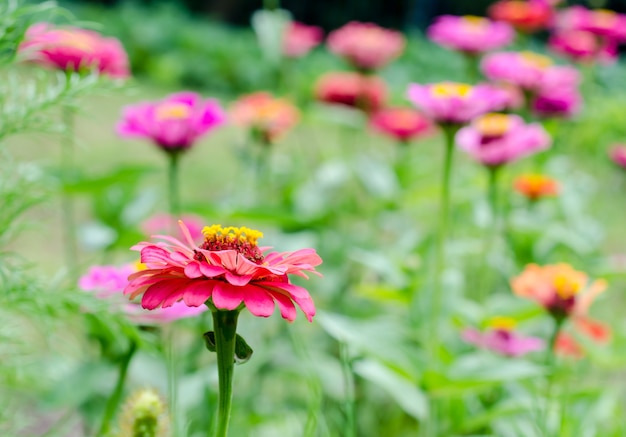 庭の百日草の花