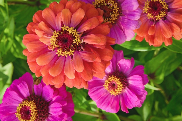 Zinnia flowers in summer garden, view from above, closeup