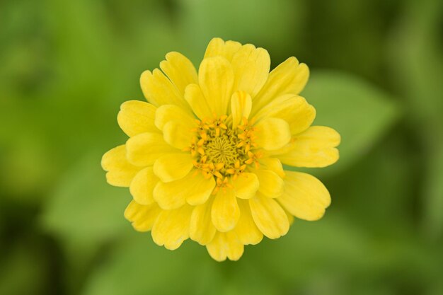 Foto fiori di zinnia fiori tropicali fiori colorati fiori da vicino